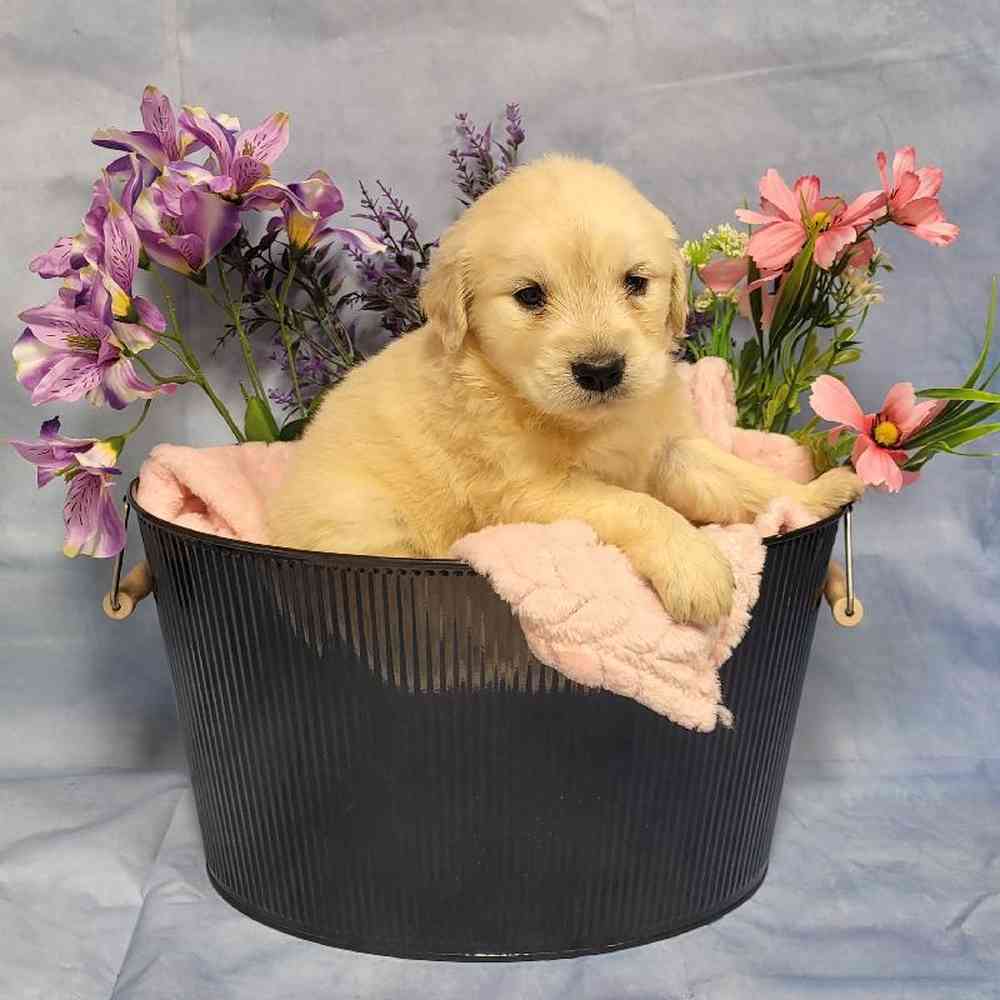 Female Golden Retriever Puppy for Sale in Lee's Summit, MO