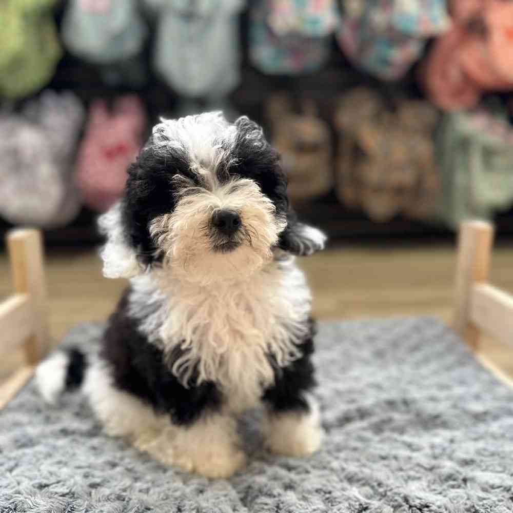 Male Bernedoodle-Mini Poodle Puppy for Sale in Lee's Summit, MO