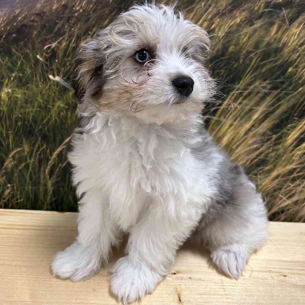 Female Havapoo Puppy for Sale in Lee's Summit, MO