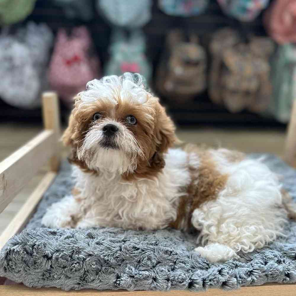 Female Lhasa-Poo Puppy for Sale in Lee's Summit, MO