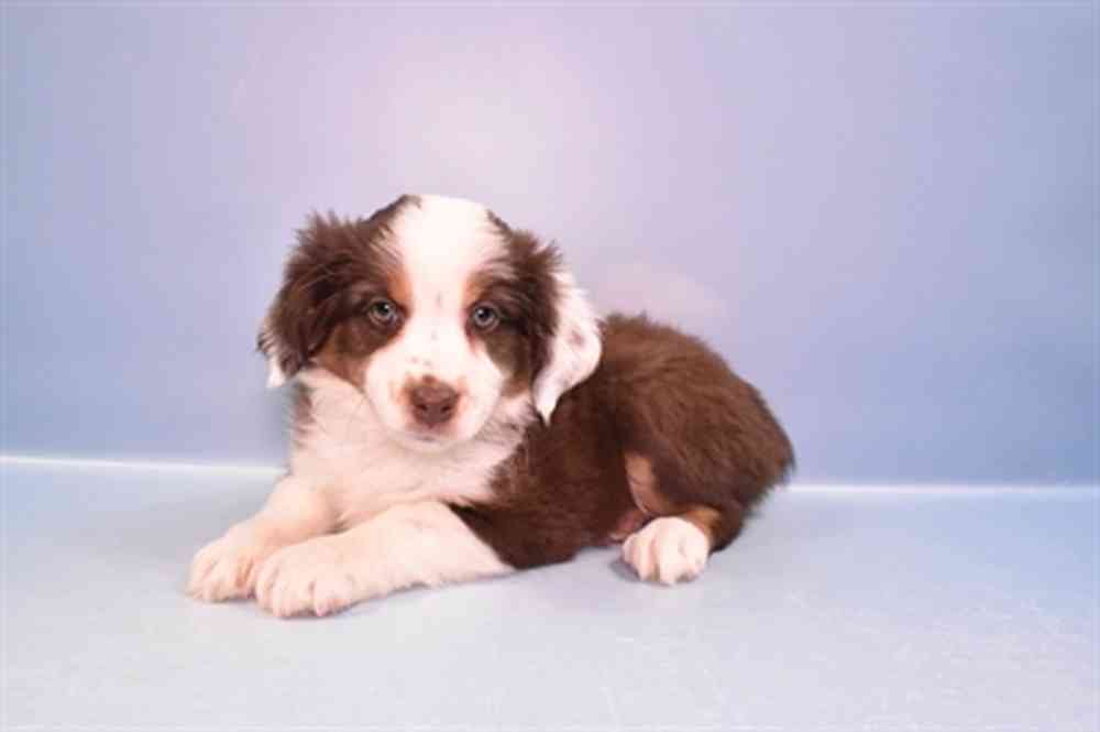 Mini Aussie For Sale Summit Zoo