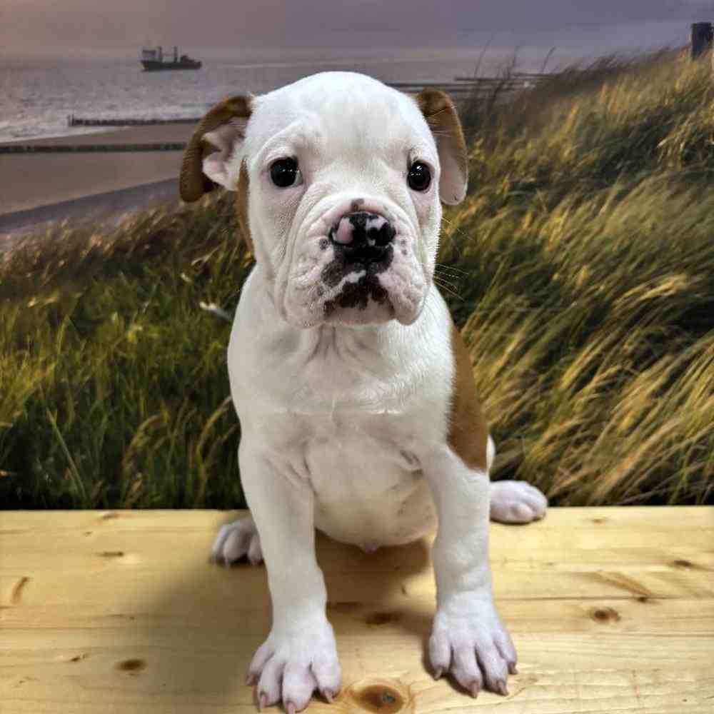 Female Old English Bulldog Puppy for Sale in Lee's Summit, MO