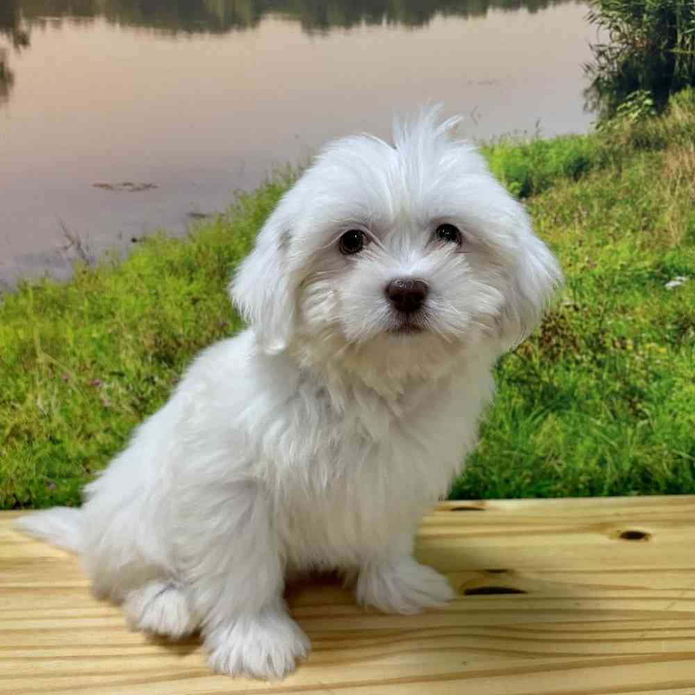 Female Lhasa Apso Puppy for Sale in Lee's Summit, MO