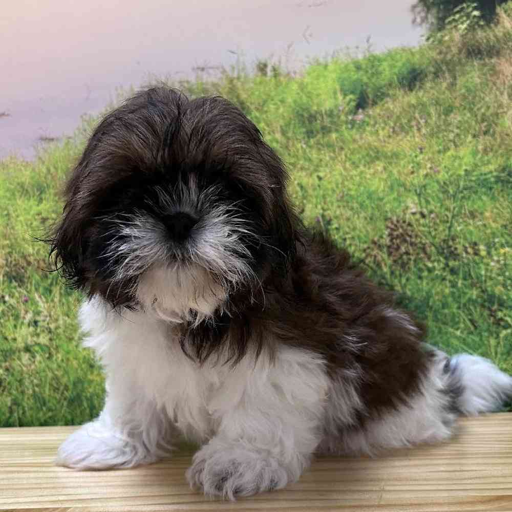 Female Shih Tzu Puppy for Sale in Lee's Summit, MO