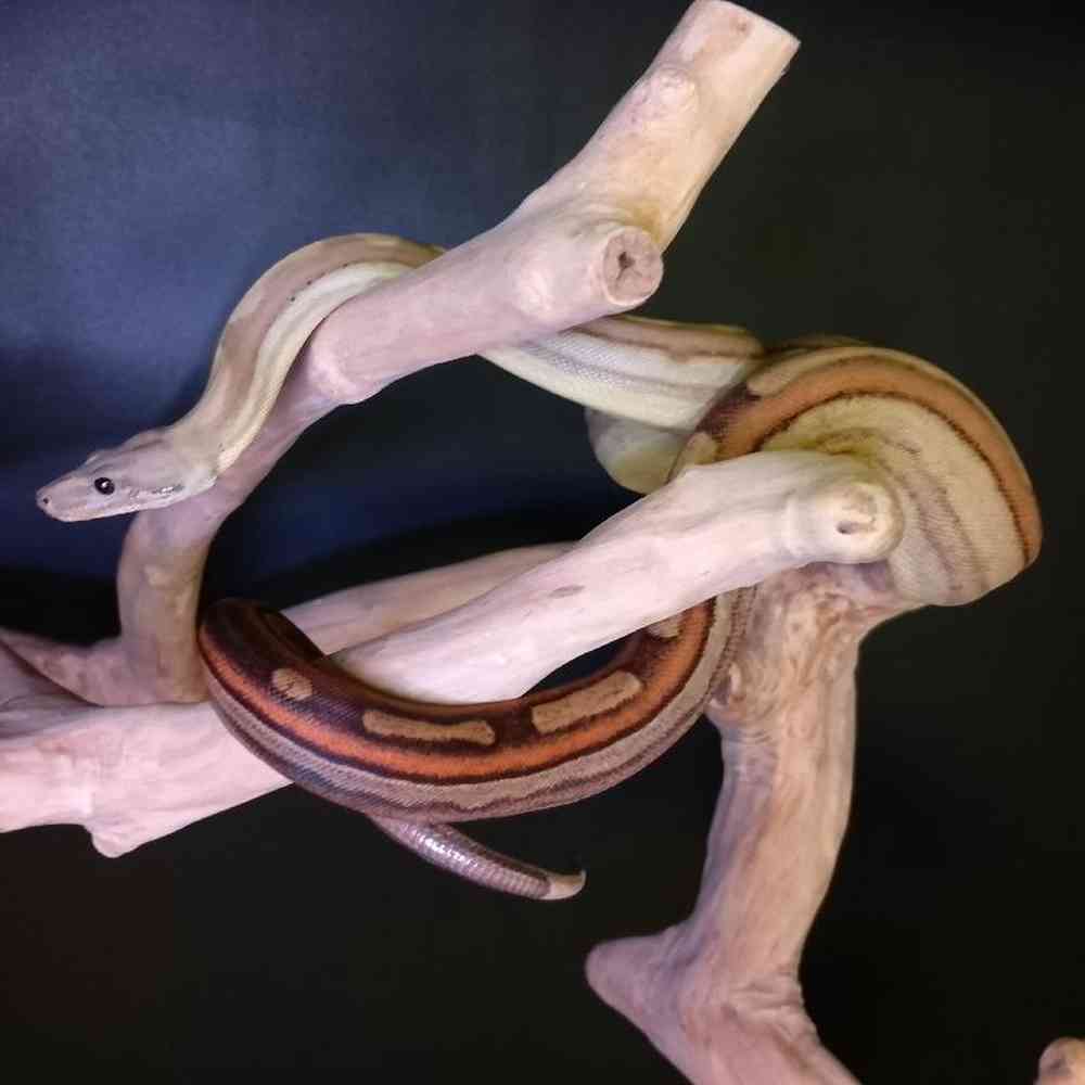 Male Fire Redtail Boa Reptile for Sale in Lee's Summit, MO