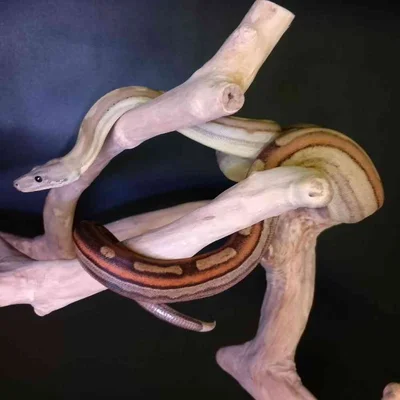 Male Fire Redtail Boa Reptile for Sale in Lee's Summit, MO