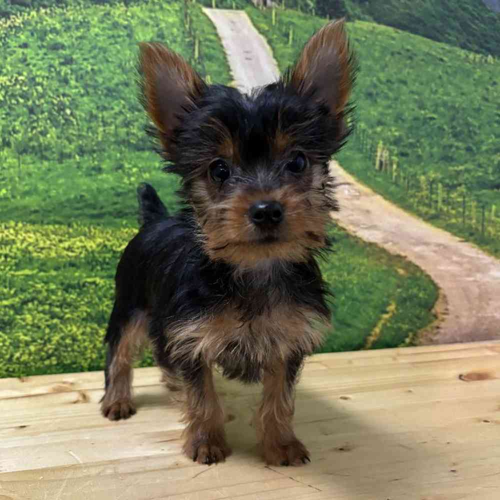 Male Yorkie Puppy for Sale in Lee's Summit, MO