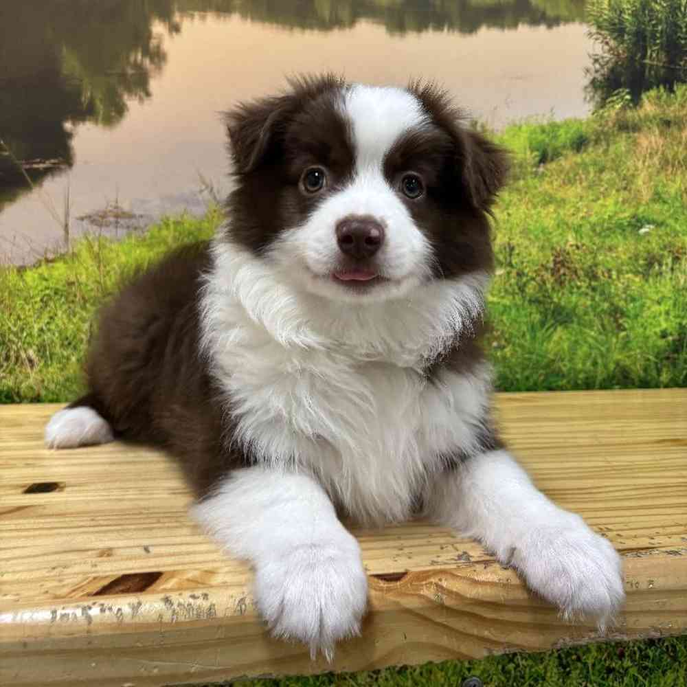 Male Mini Austrailian Shepard Puppy for Sale in Lee's Summit, MO