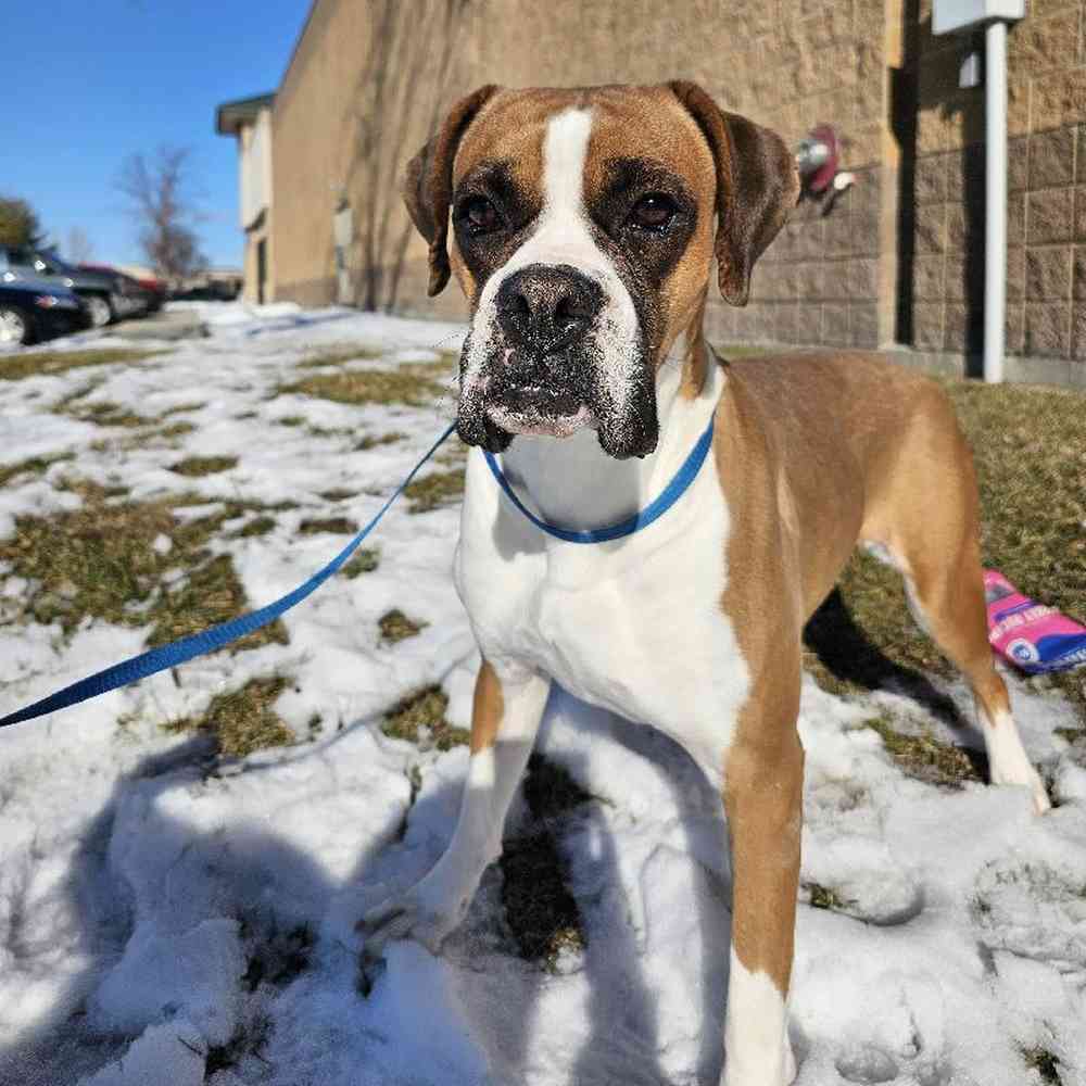 Female Boxer (Adoption) Puppy for Sale in Lee's Summit, MO