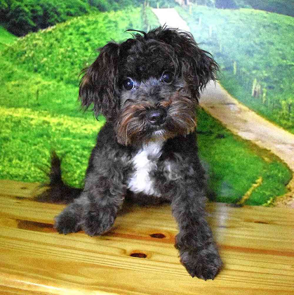 Female Yochon Puppy for Sale in Lee's Summit, MO