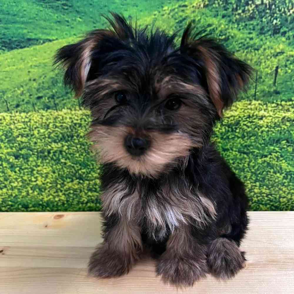 Female Yorkie Puppy for Sale in Lee's Summit, MO