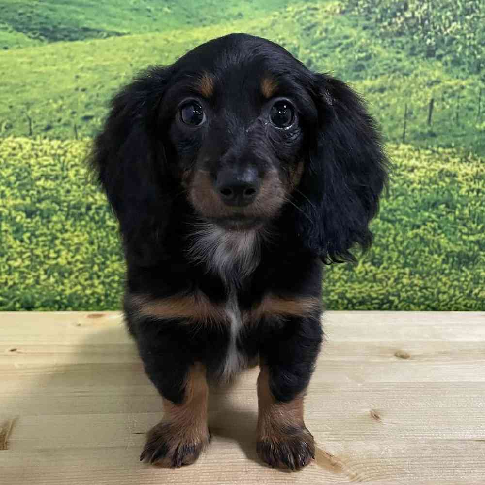 Female Dachshund Puppy for Sale in Lee's Summit, MO