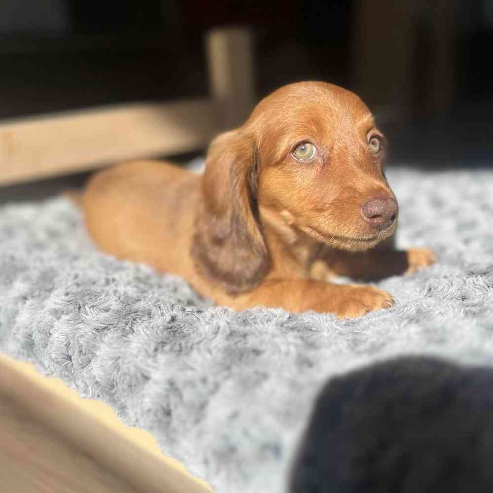 Dachshund For Sale Summit Zoo