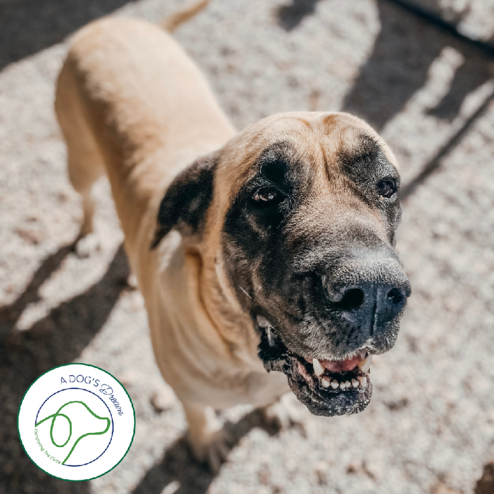 Female English Mastiff (Adoption) Adoption Dog for Sale in Lee's Summit, MO