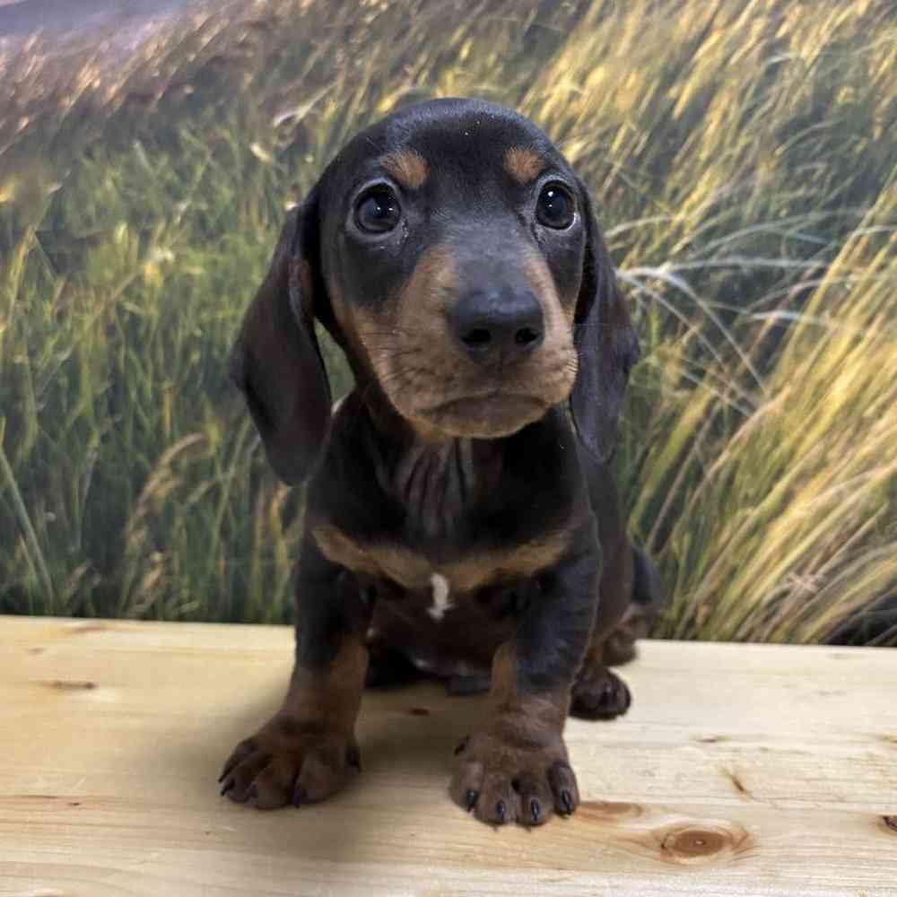 Male Dachshund Puppy for Sale in Lee's Summit, MO
