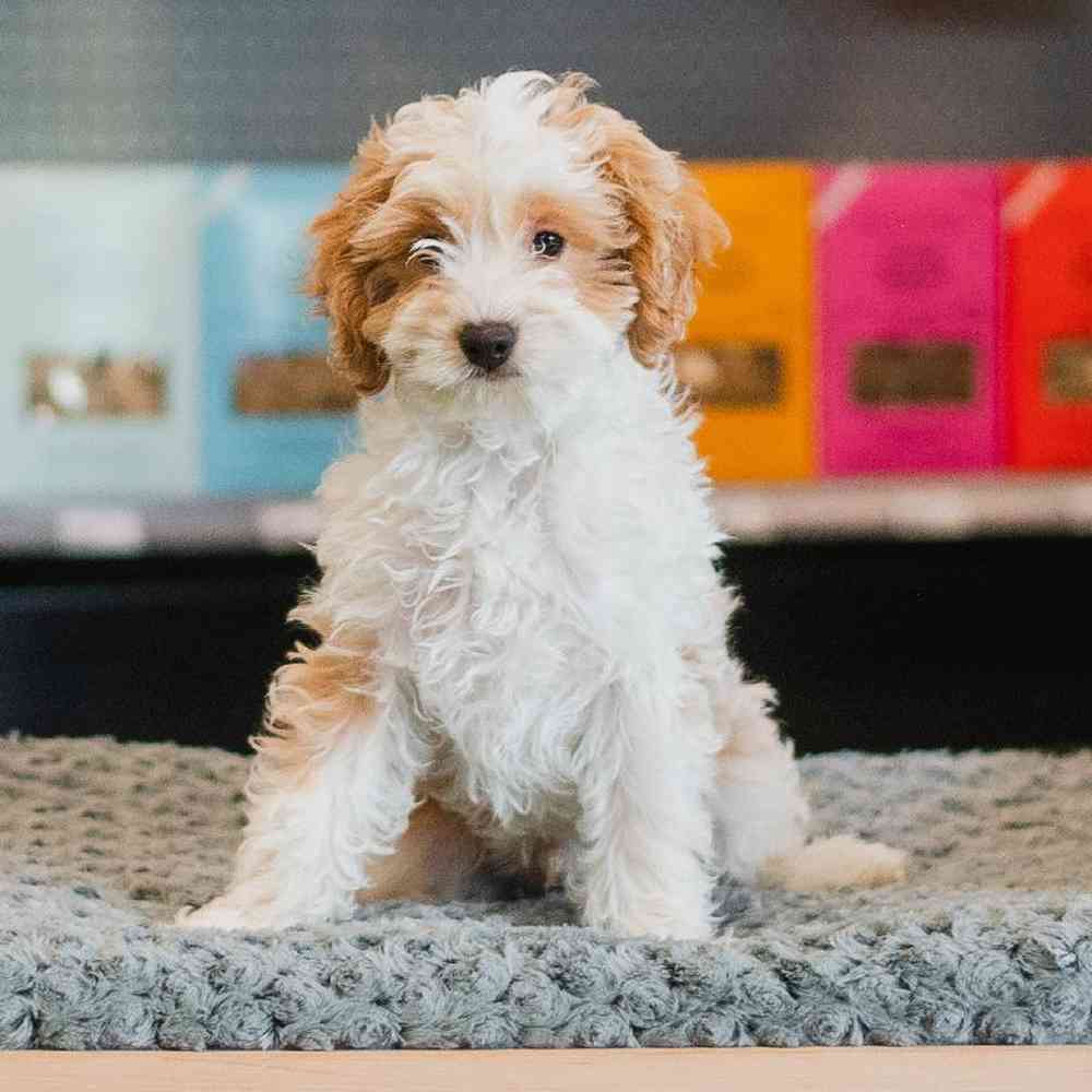 Cockapoo For Sale | Summit Zoo
