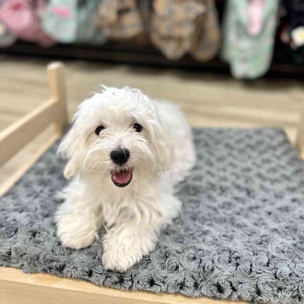 Male Maltese Puppy for Sale in Lee's Summit, MO