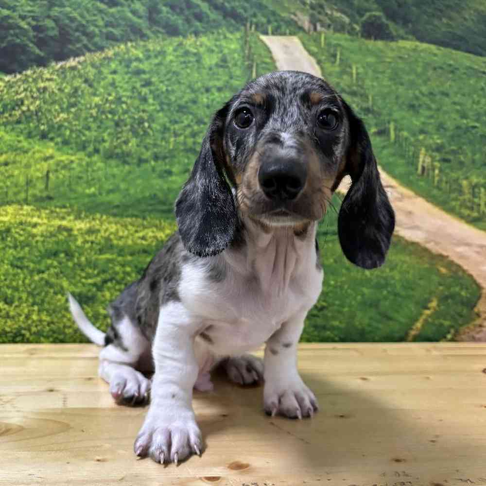 Male Dachshund Puppy for Sale in Lee's Summit, MO