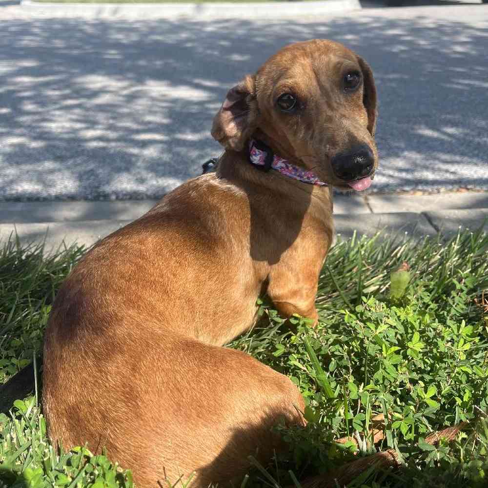 Male Dachshund (Adoption) Adoption Dog for Sale in Lee's Summit, MO