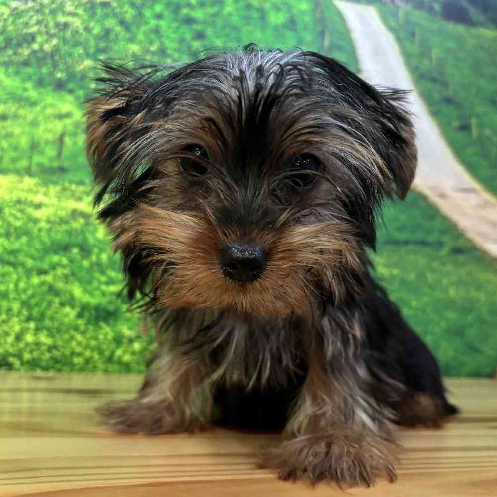 Female Yorkie Puppy for Sale in Lee's Summit, MO