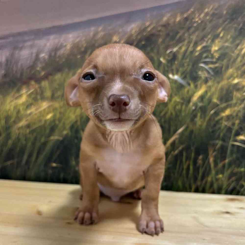 Male Chihuahua Puppy for Sale in Lee's Summit, MO