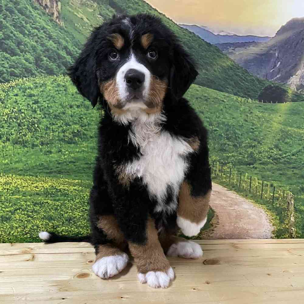Male Bernese Mountain Dog Puppy for Sale in Lee's Summit, MO