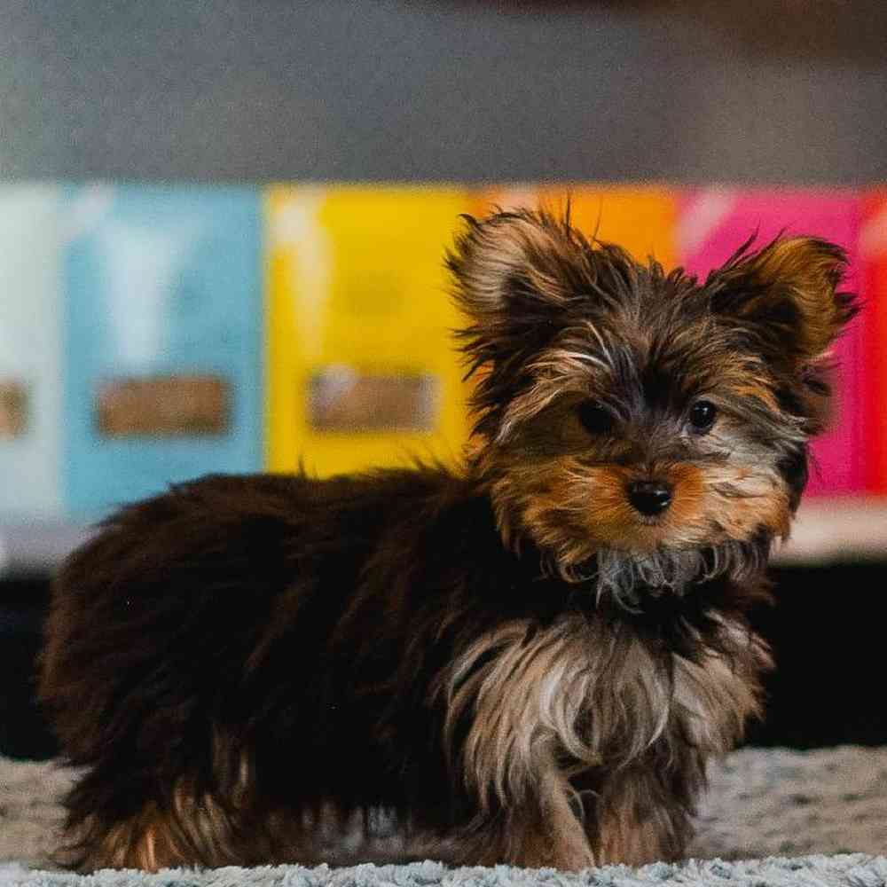 Female Yorkie Puppy for Sale in Lee's Summit, MO