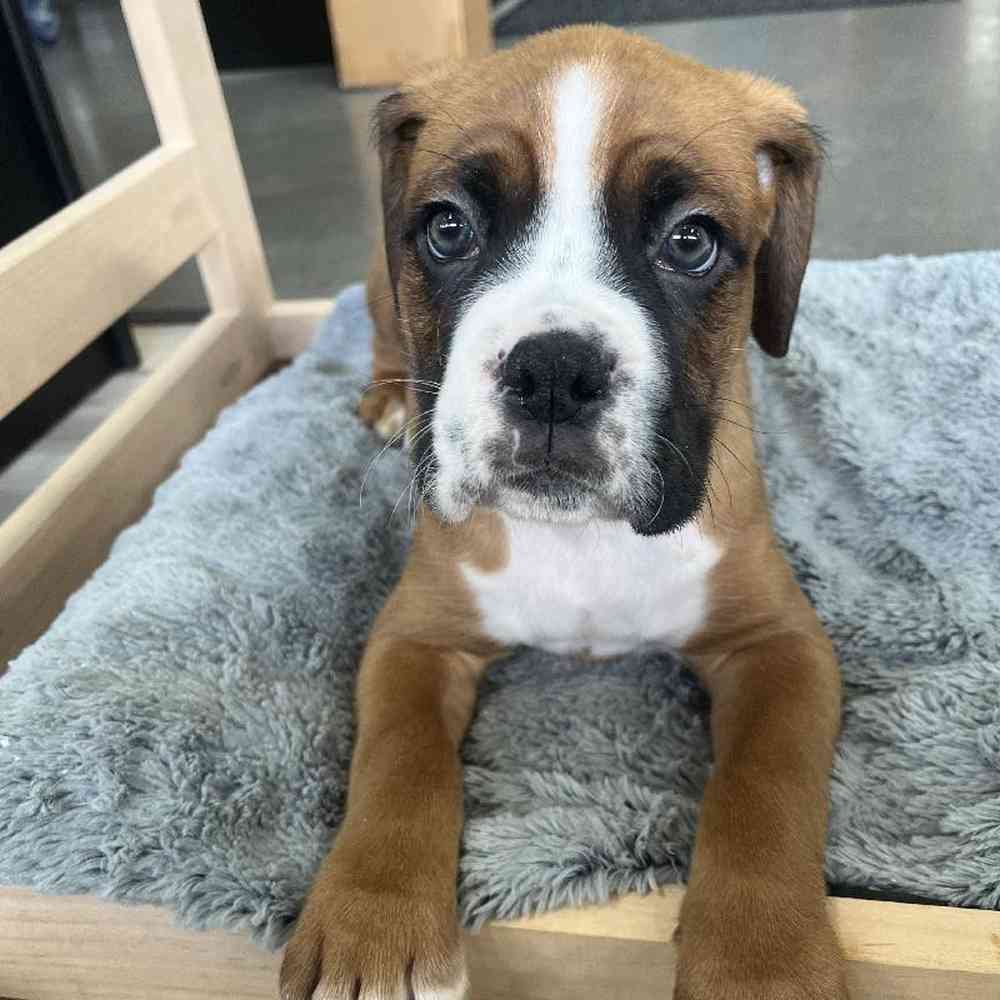 Boxer For Sale Summit Zoo