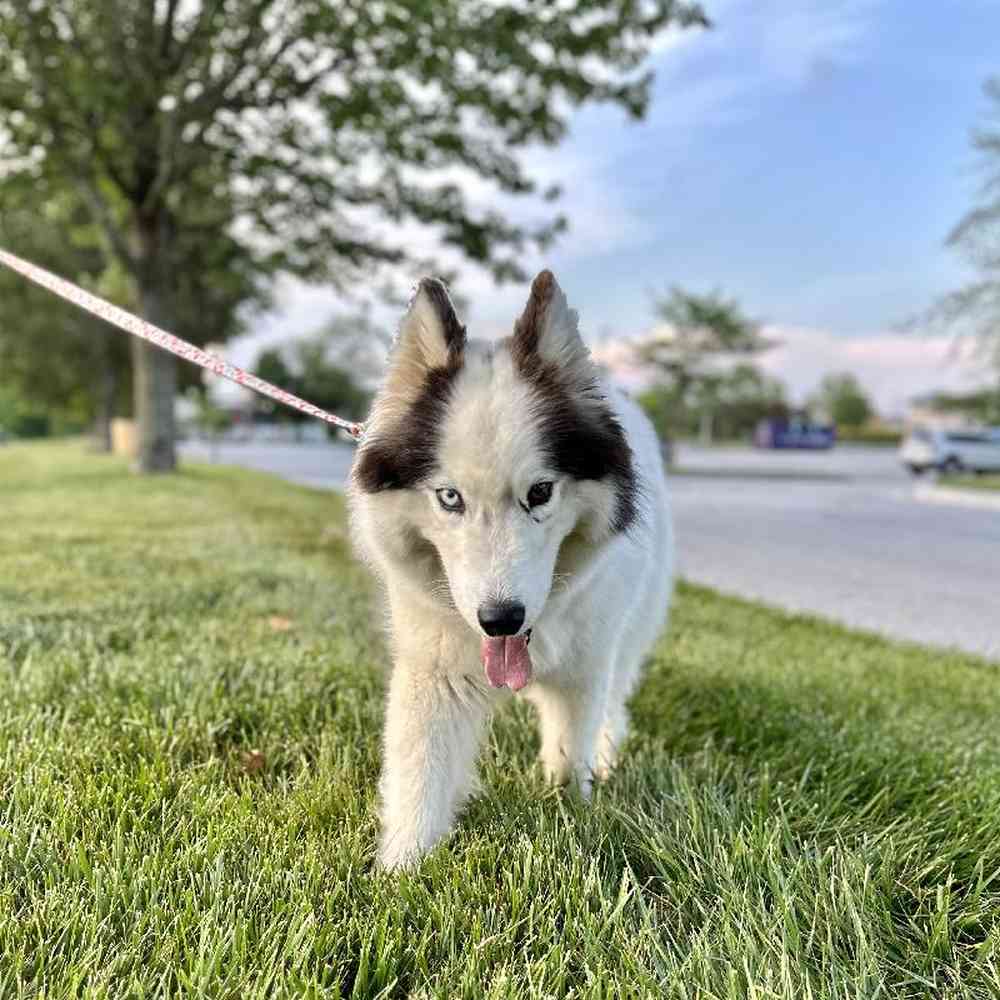 Female Siberian Husky Puppy for Sale in Lee's Summit, MO