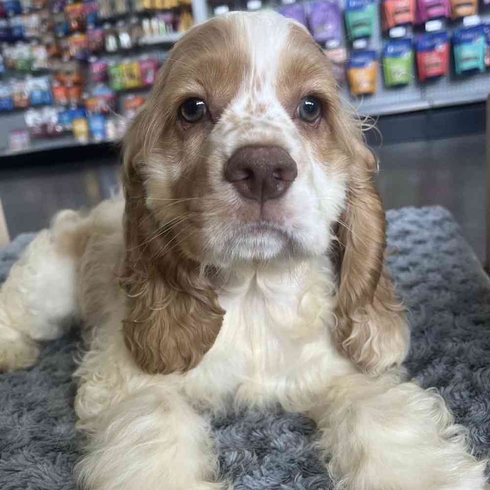 Female Cocker Spaniel Puppy for Sale in Lee's Summit, MO