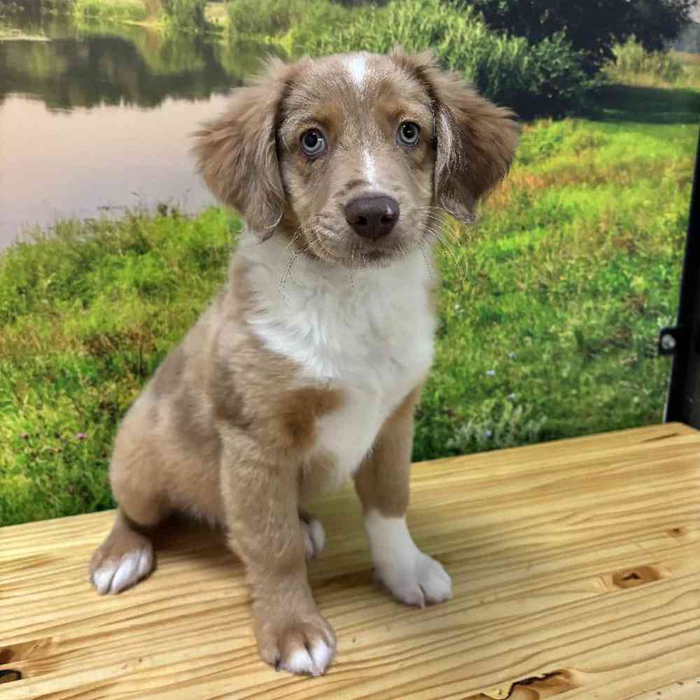 Male Mini Aussie Puppy for Sale in Lee's Summit, MO
