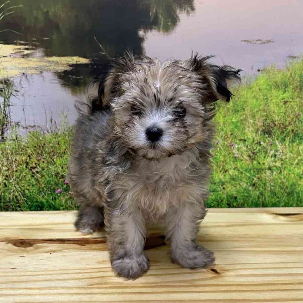 Female Havanese Puppy for Sale in Lee's Summit, MO