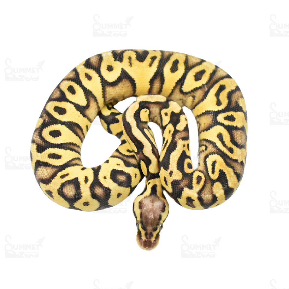 Female Ball Python Reptile for Sale in Lee's Summit, MO