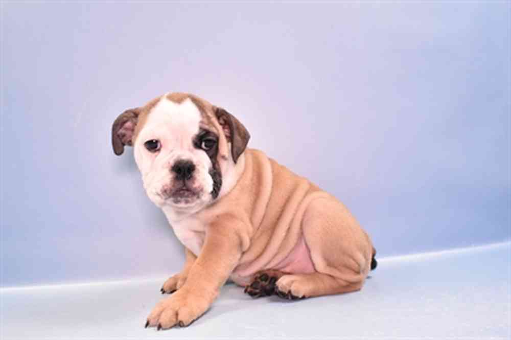 English Bulldog For Sale Summit Zoo