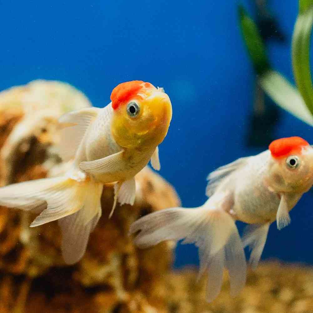 Unknown Koi and Goldfish Freshwater Fish for Sale in Lee's Summit, MO