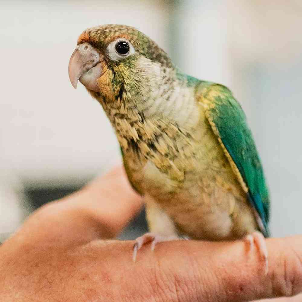 Unknown Green Cheek Conure Bird for Sale in Lee's Summit, MO