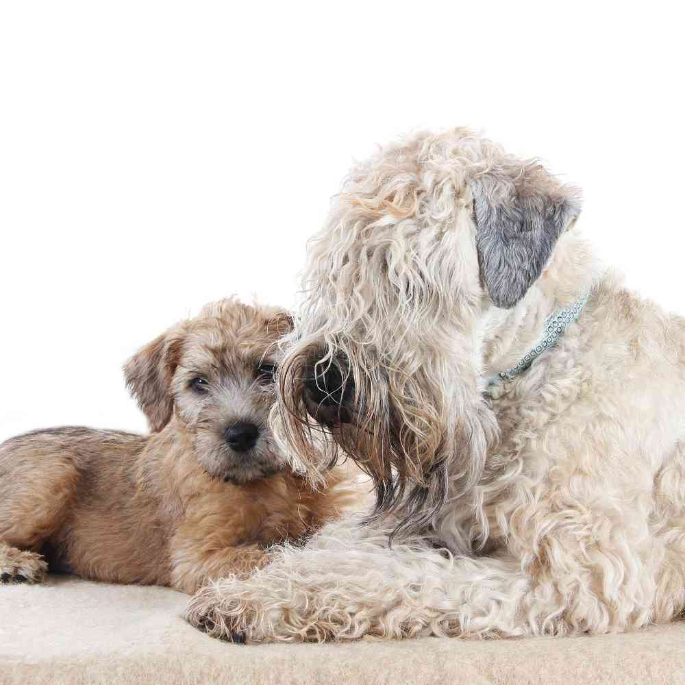 Soft Coated Wheaten Terrier - All About Dogs