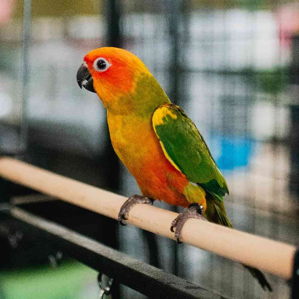 Sun Conure image