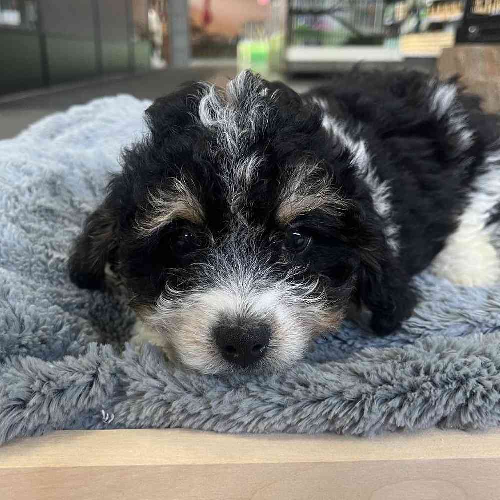 Male Havapoo Puppy for Sale in Lee's Summit, MO