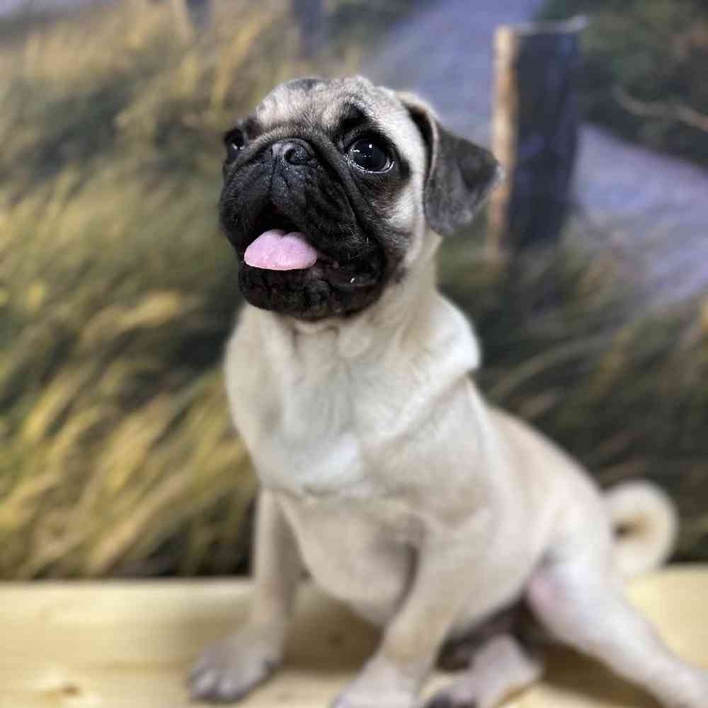Male Pug Puppy for Sale in Lee's Summit, MO