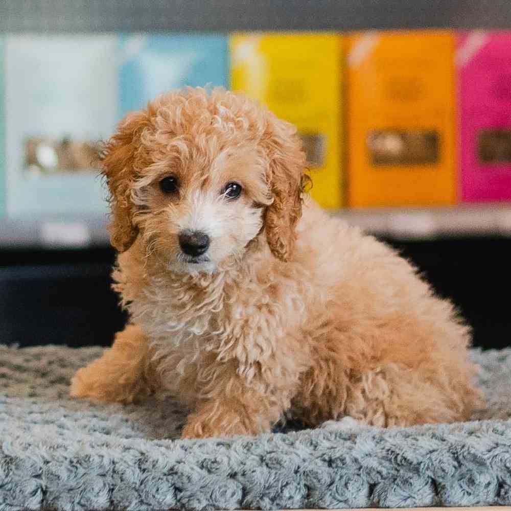 Female Cockapoo Puppy for Sale in Lee's Summit, MO