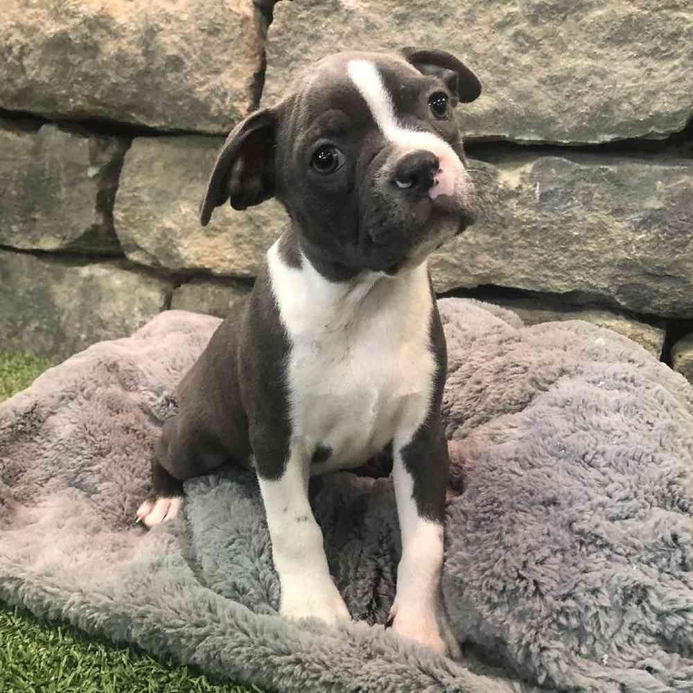 Male Boston Terrier Puppy for Sale in Lee's Summit, MO