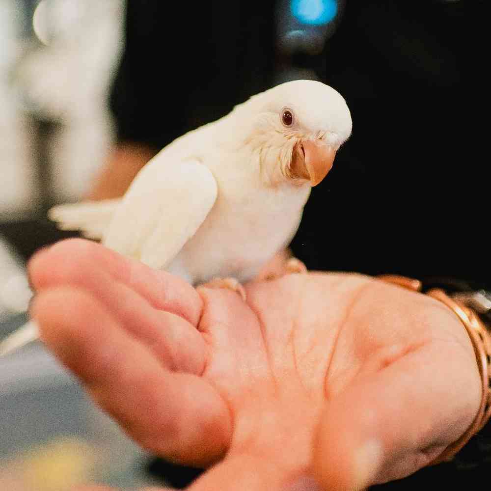 Unknown Quakers Bird for Sale in Lee's Summit, MO