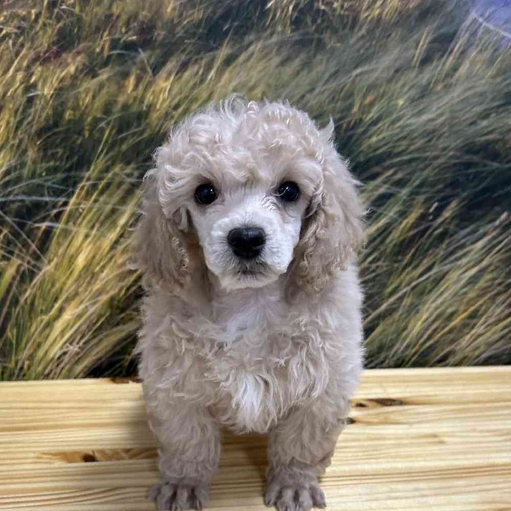 Poodle For Sale Summit Zoo