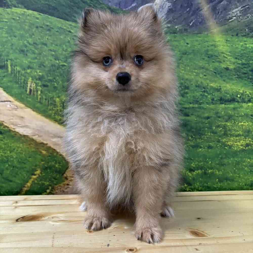 Female Pomeranian Puppy for Sale in Lee's Summit, MO
