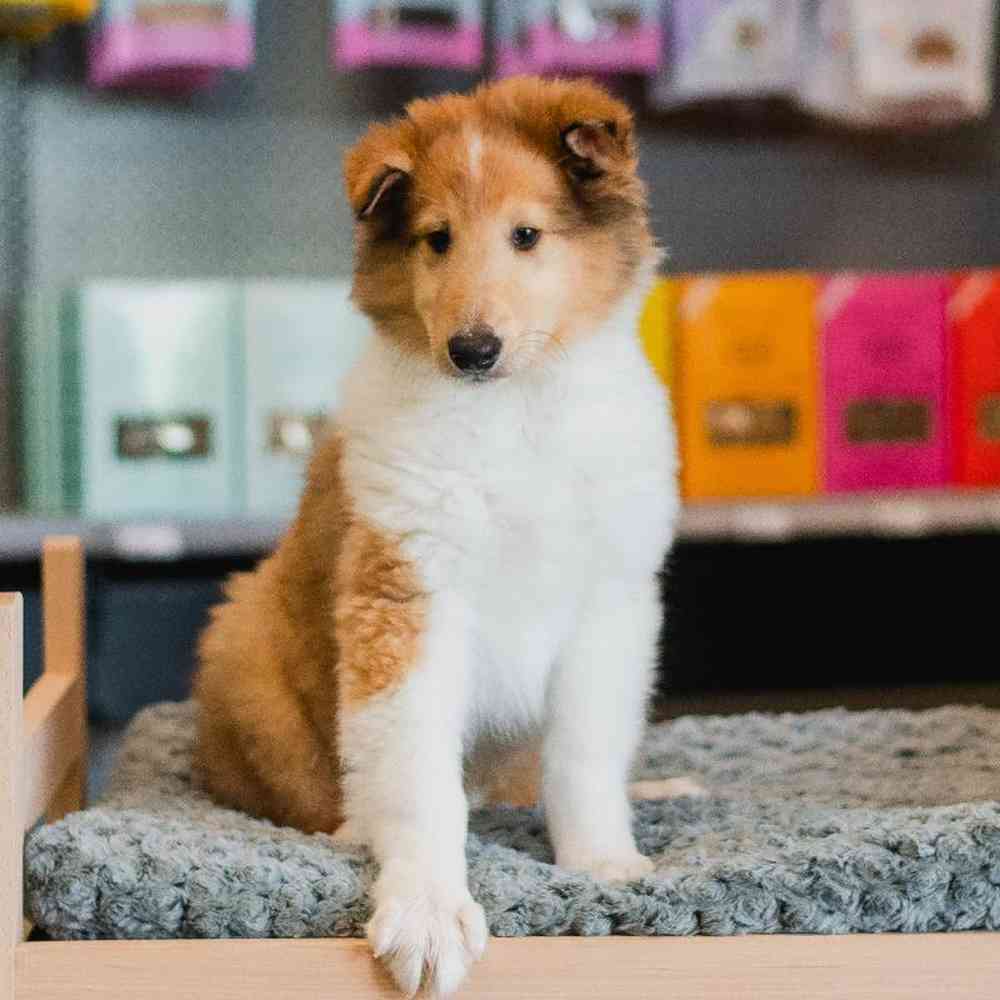 Male Collie Puppy for Sale in Lee's Summit, MO