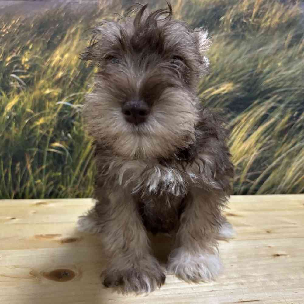 Male Mini Schnauzer Puppy for Sale in Lee's Summit, MO