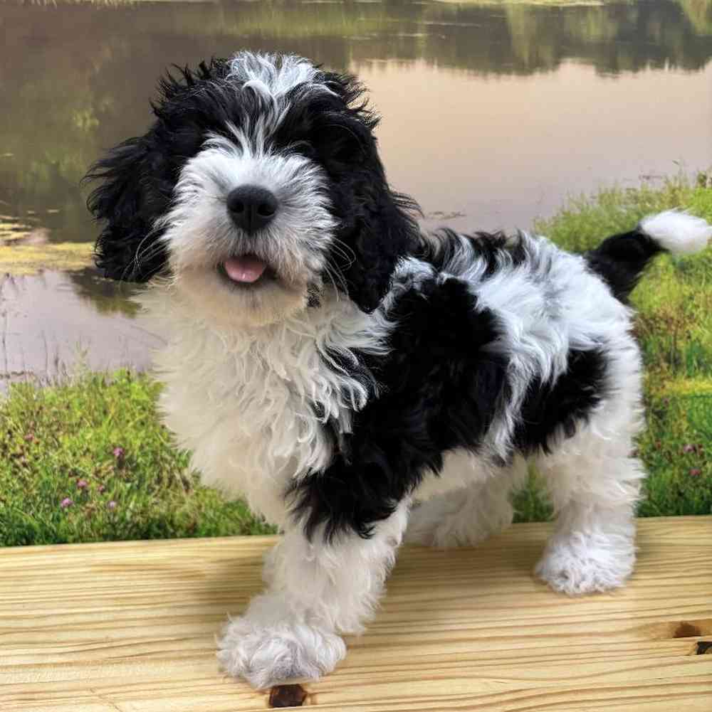 Female Mini Bernedoodle-Poodle Puppy for Sale in Lee's Summit, MO