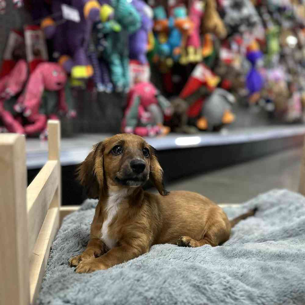 Dachshund For Sale Summit Zoo