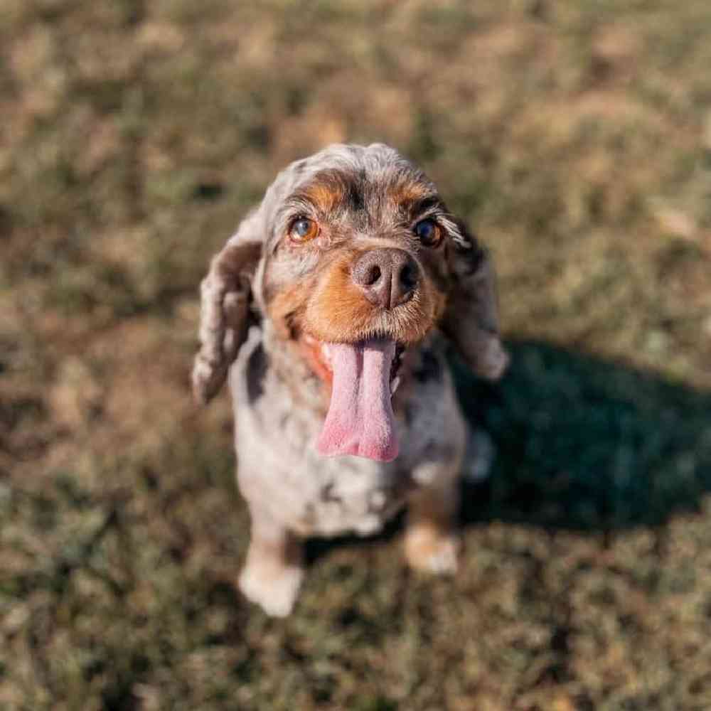 Female Cocker Spaniel (Adoption) Adoption Dog for Sale in Lee's Summit, MO